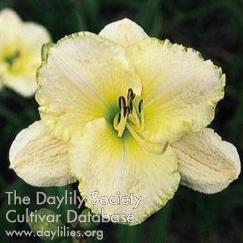 Daylily Whiter Shade of Pale